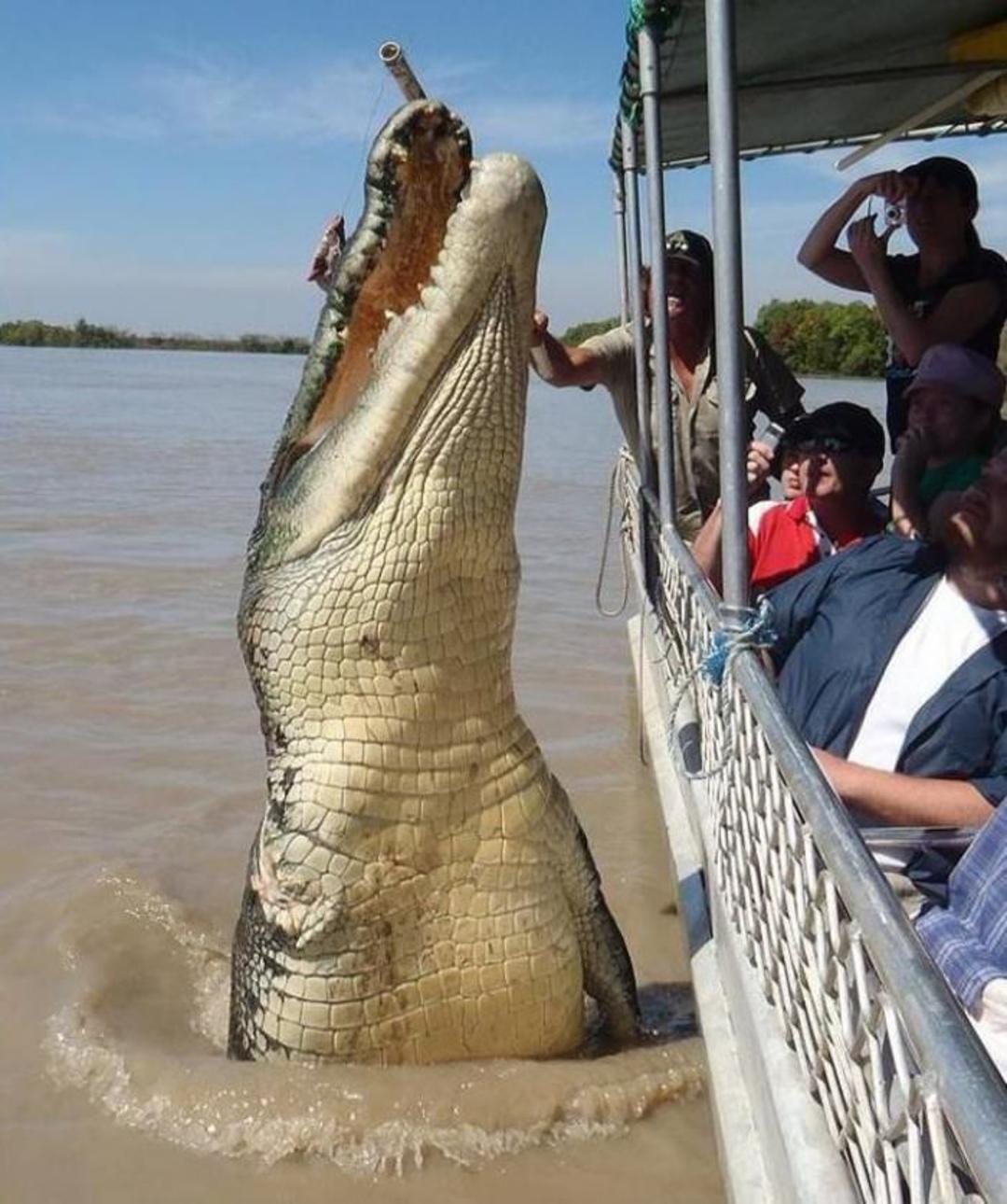 crocodil