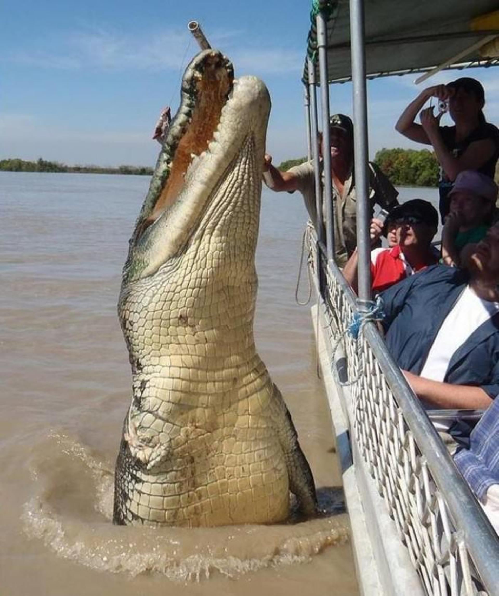 crocodil