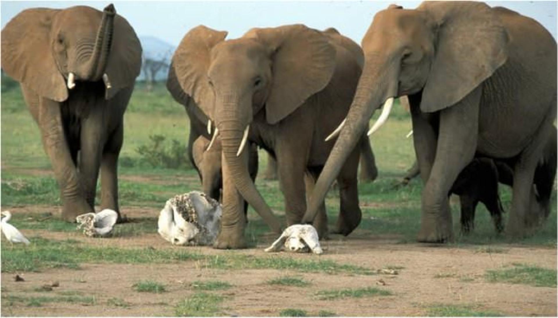 elephant