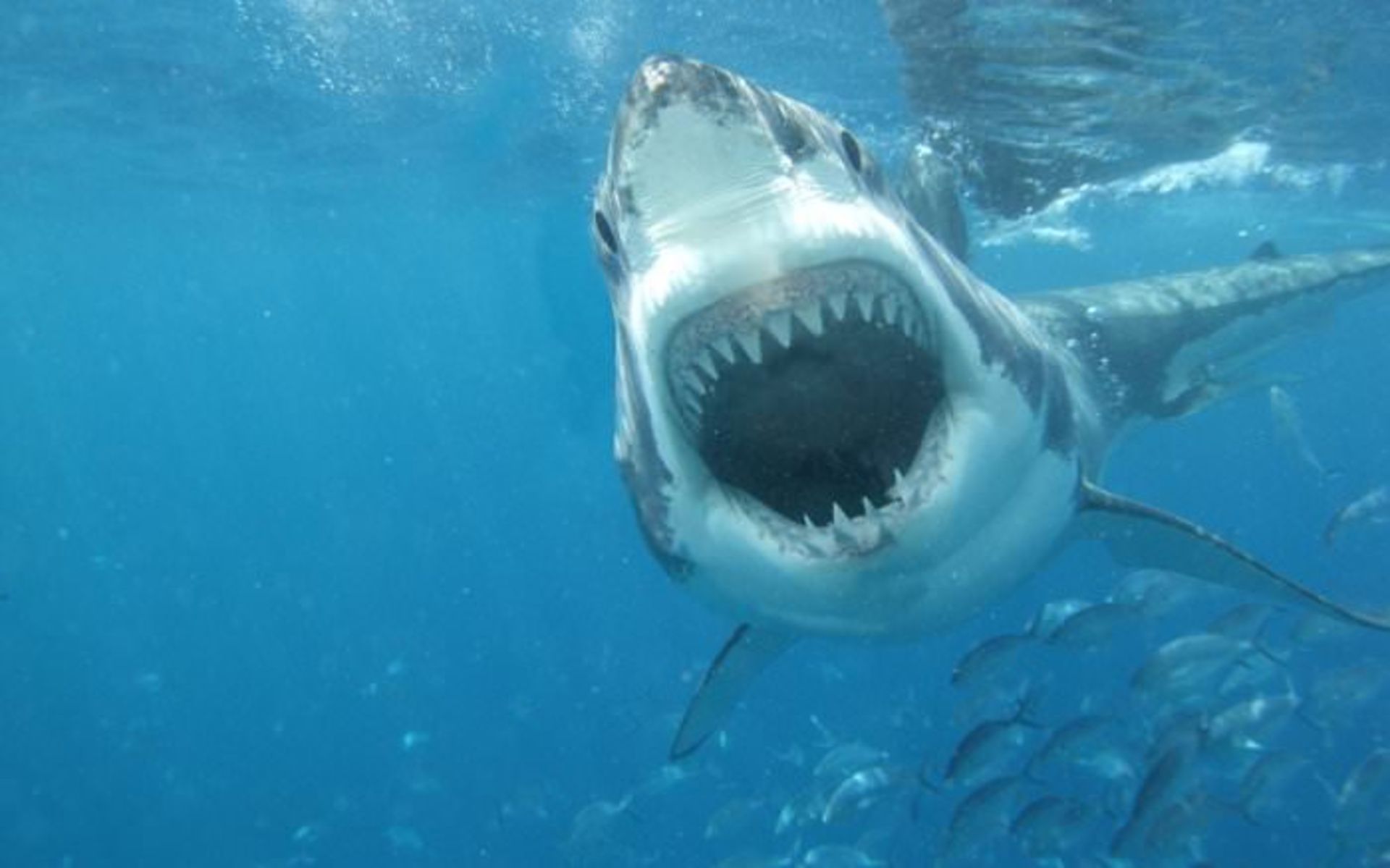 great white shark