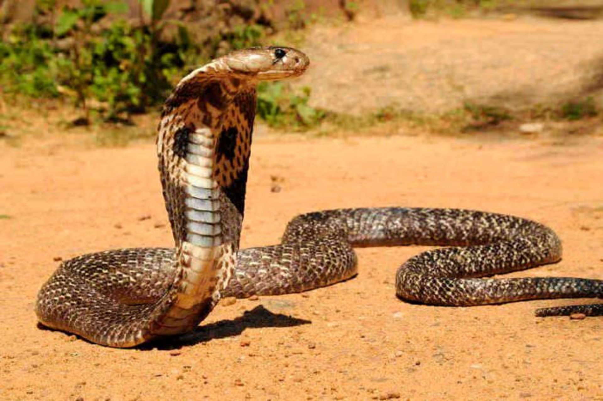 indian cobra