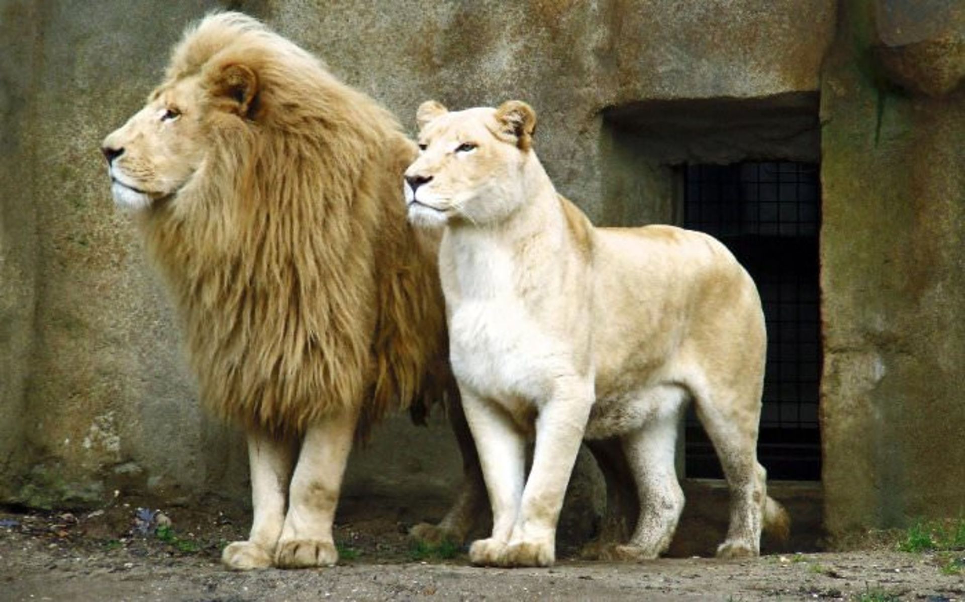 lions