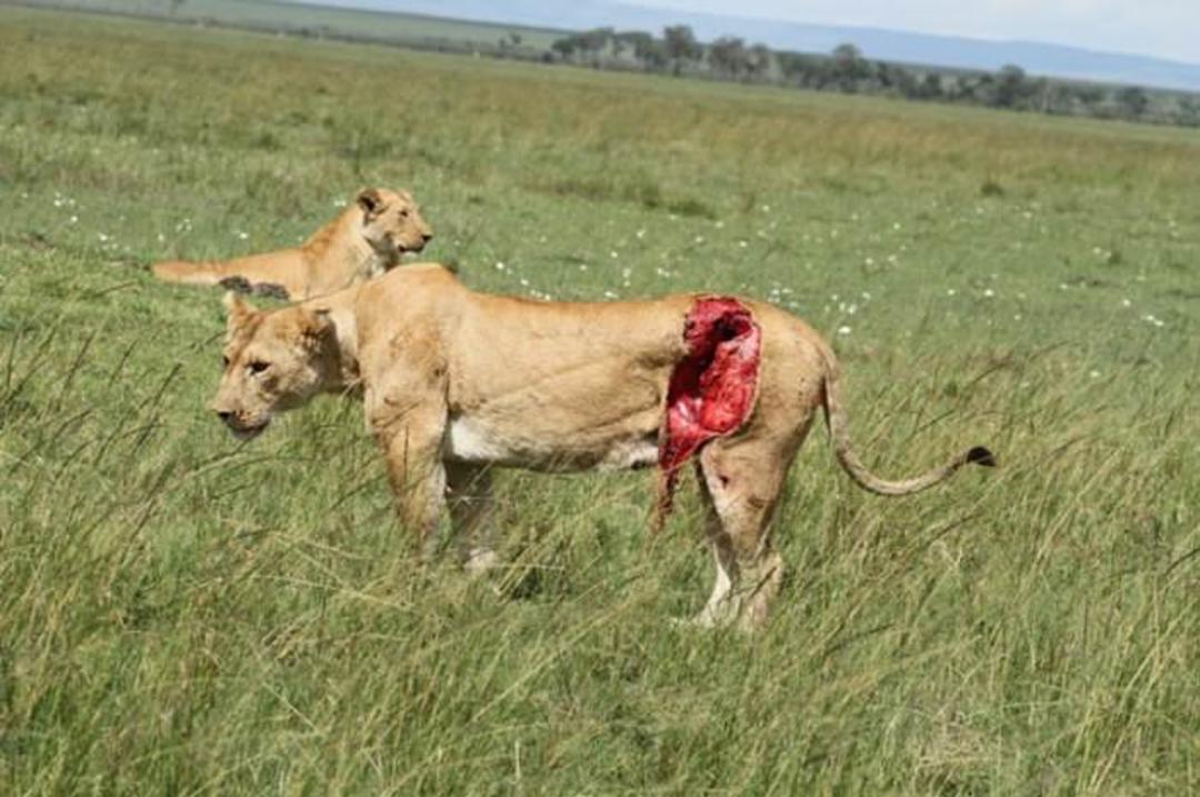lions injury