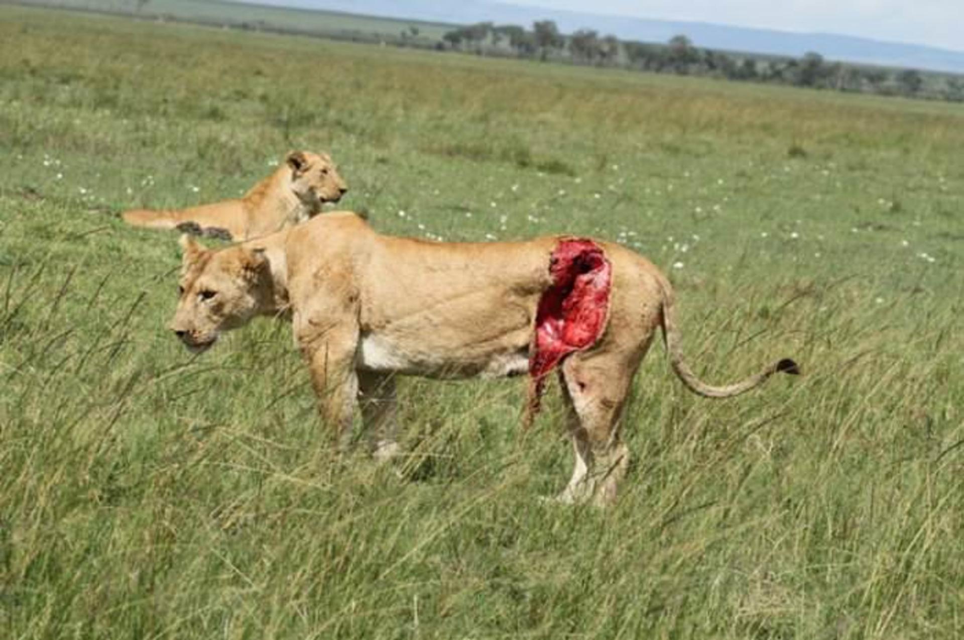 lions injury