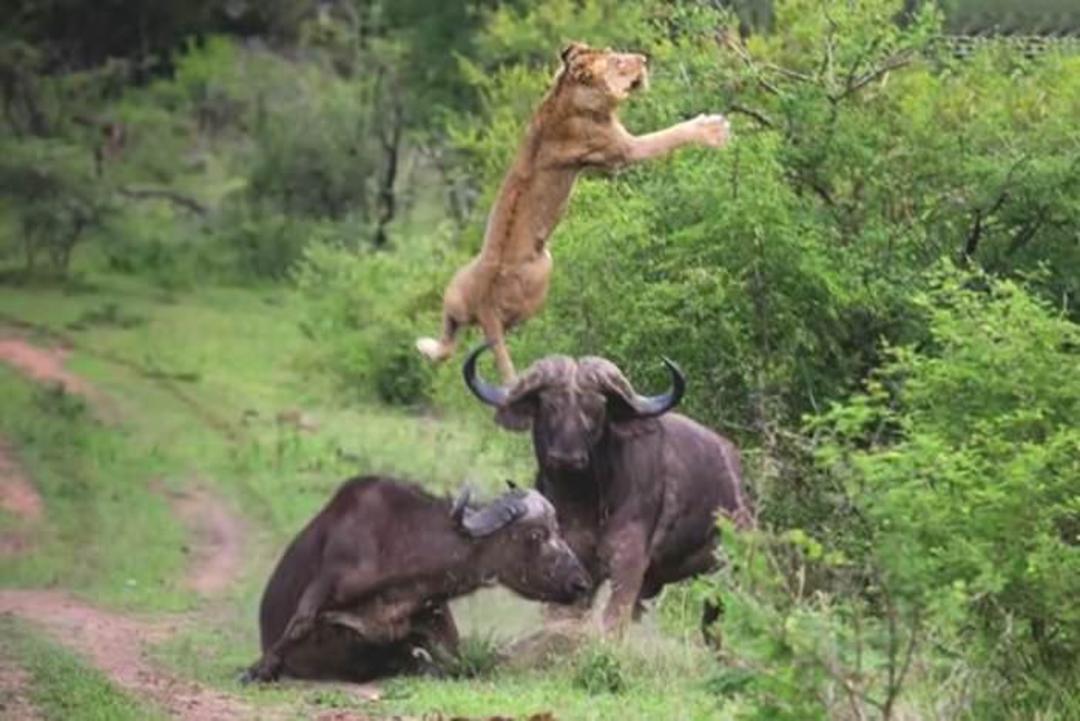 lions injury2