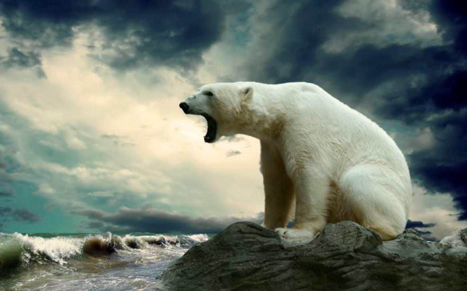 polar bear
