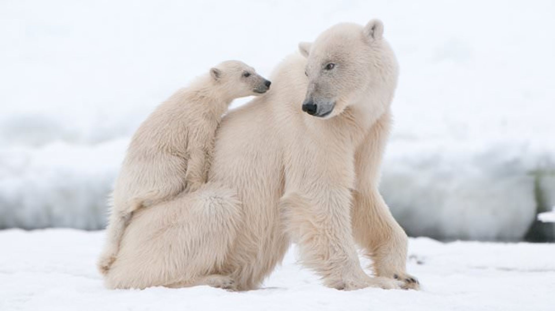 polar bear cub on mom