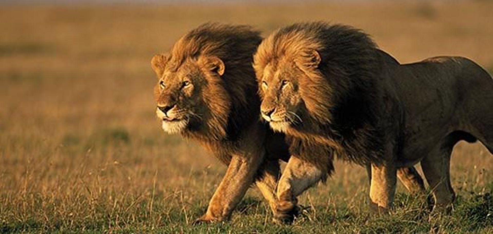 two male lions Kenya