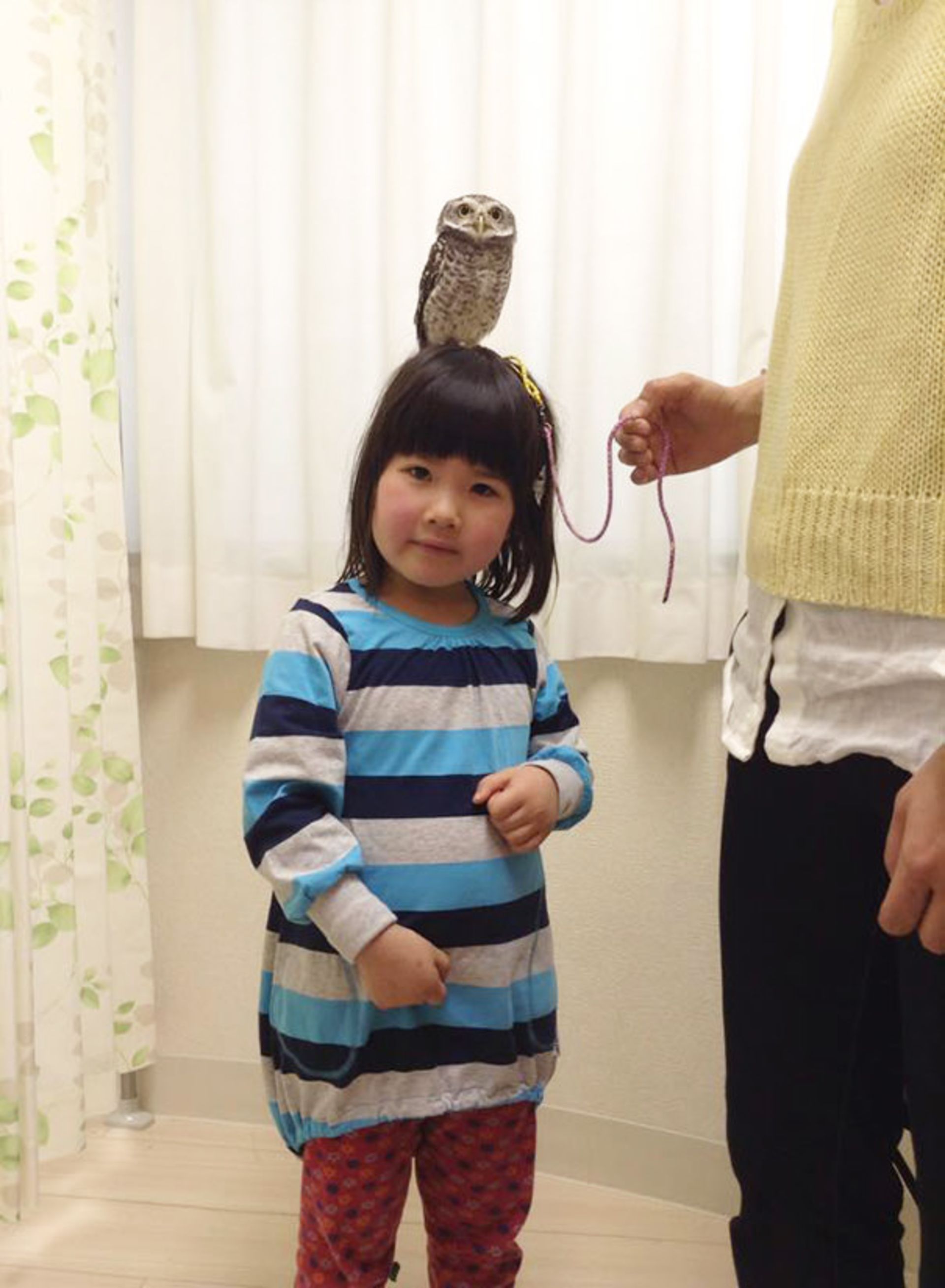 کافه جغذها در ژاپن