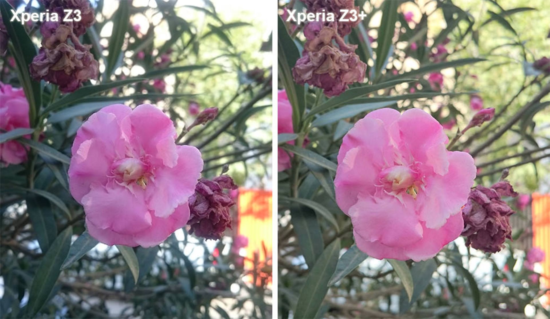 بررسی گوشی اکسپریا زد 3 پلاس (+Xperia Z3) سونی