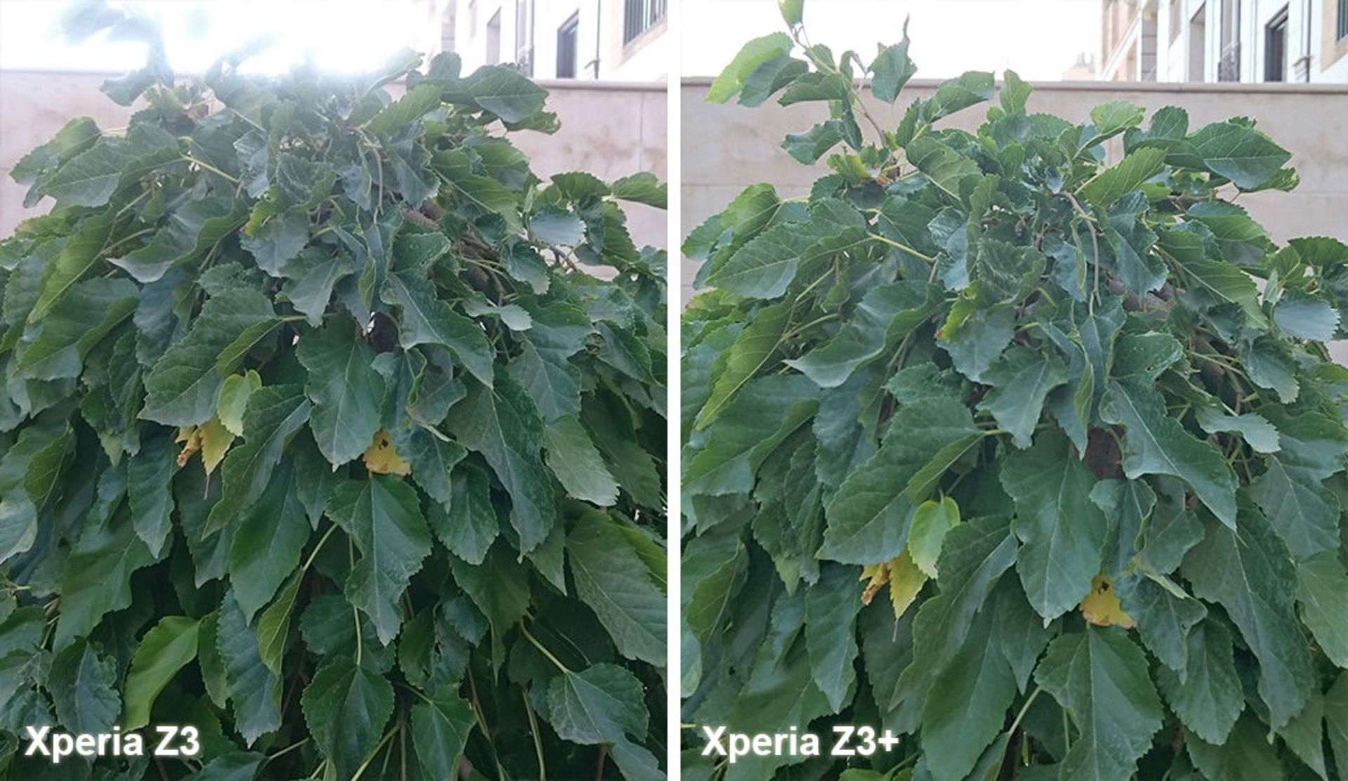 بررسی گوشی اکسپریا زد 3 پلاس (+Xperia Z3) سونی