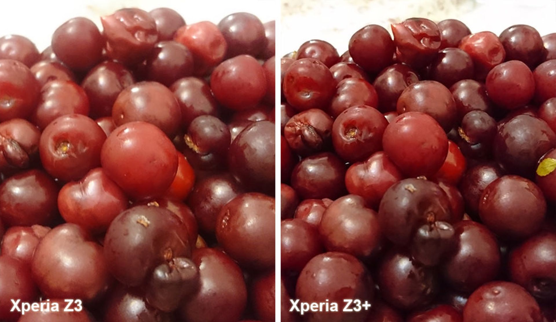 بررسی گوشی اکسپریا زد 3 پلاس (+Xperia Z3) سونی