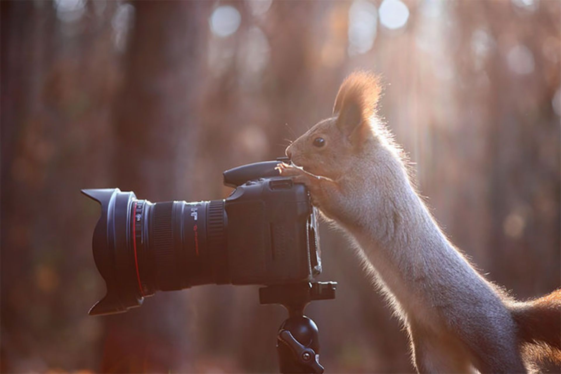 تصاویری جالب از همکاری جانوران با عکاسان