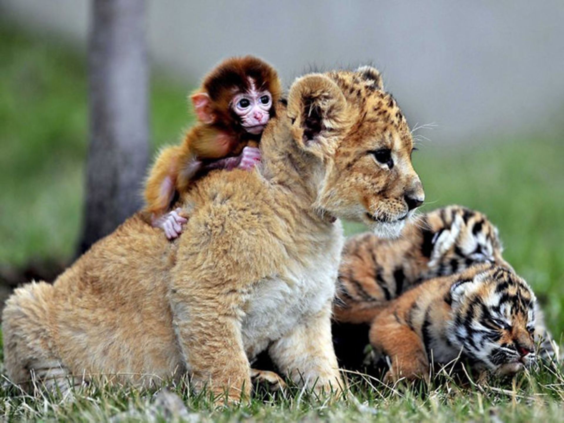 دوستی‌های عجیب بین حیوانات