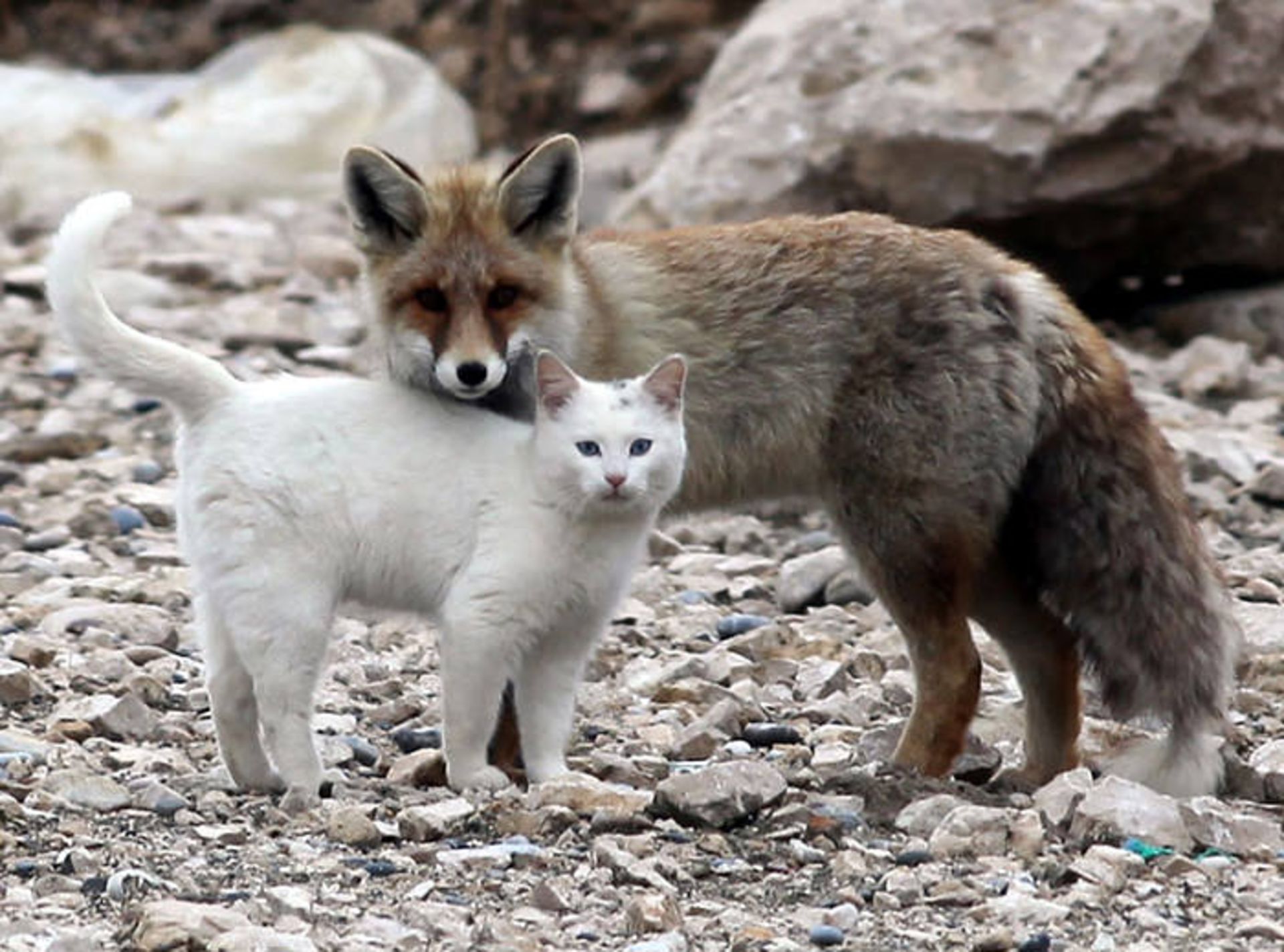 دوستی‌های عجیب بین حیوانات