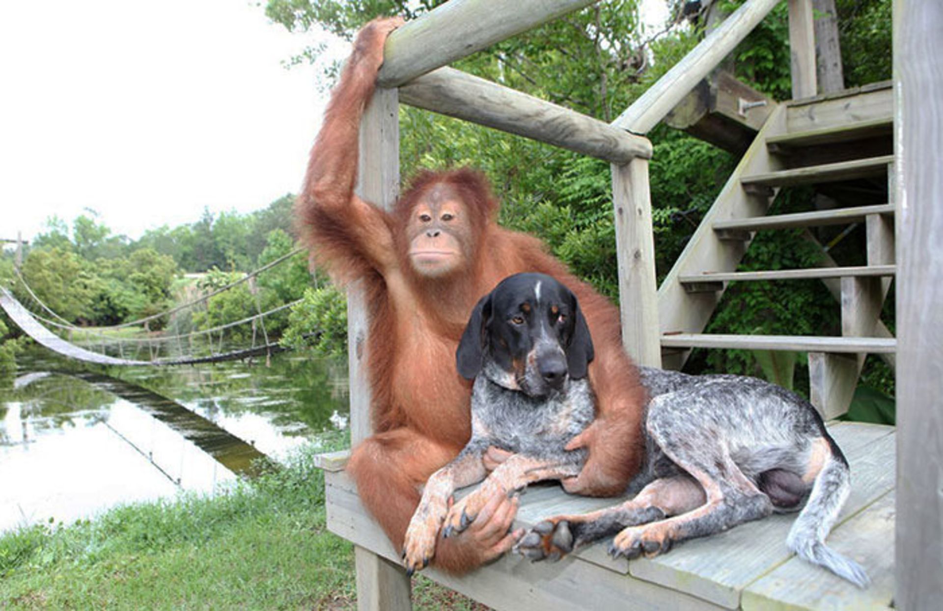 نگاهی به دوستی‌های شگفت انگیز حیوانات