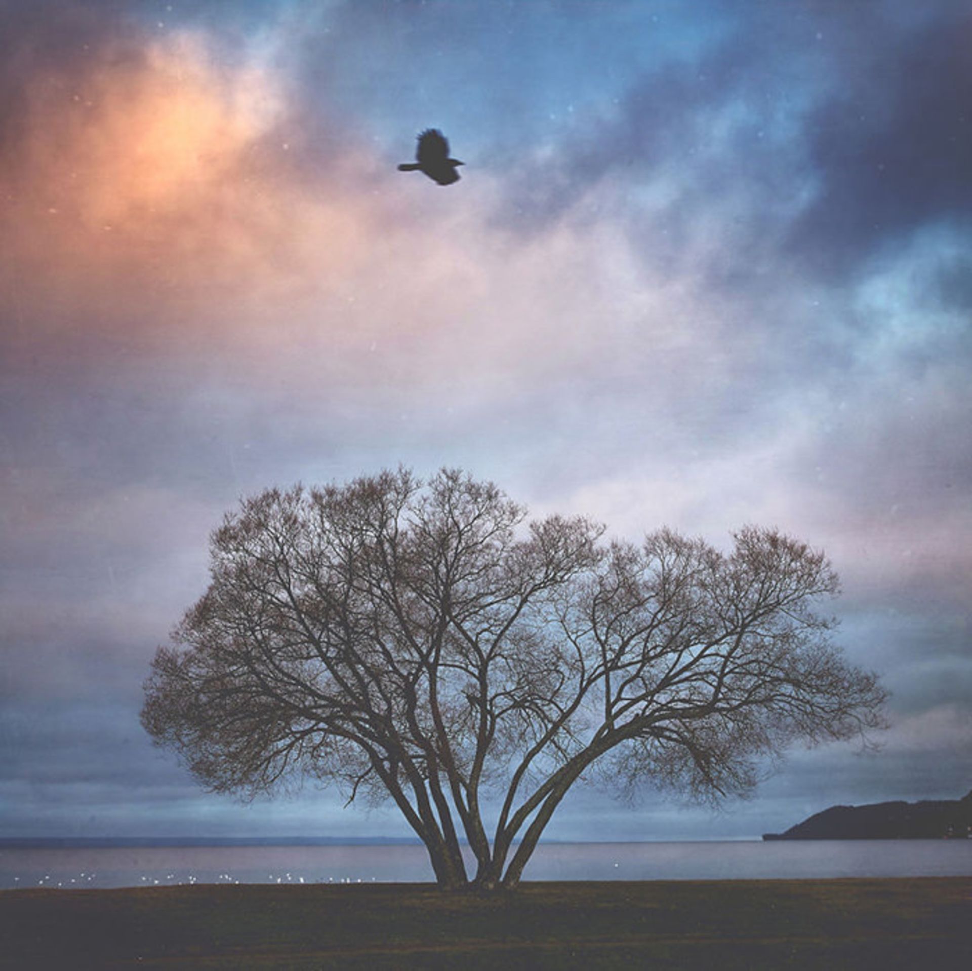 عکاسی از درختی تنها