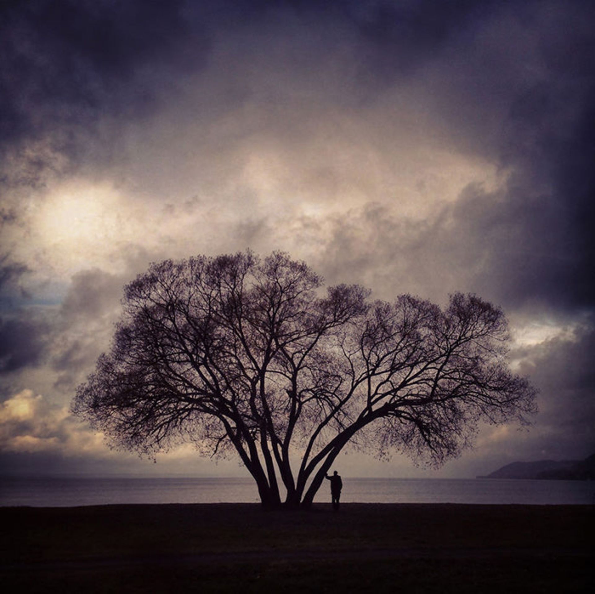 عکاسی از درختی تنها