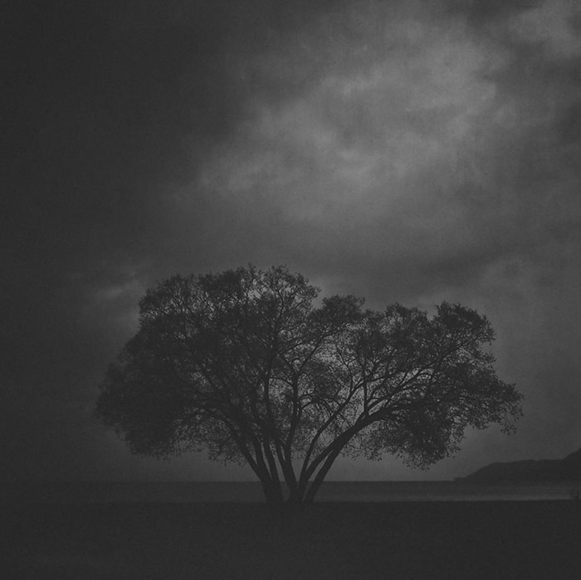 عکاسی از درختی تنها