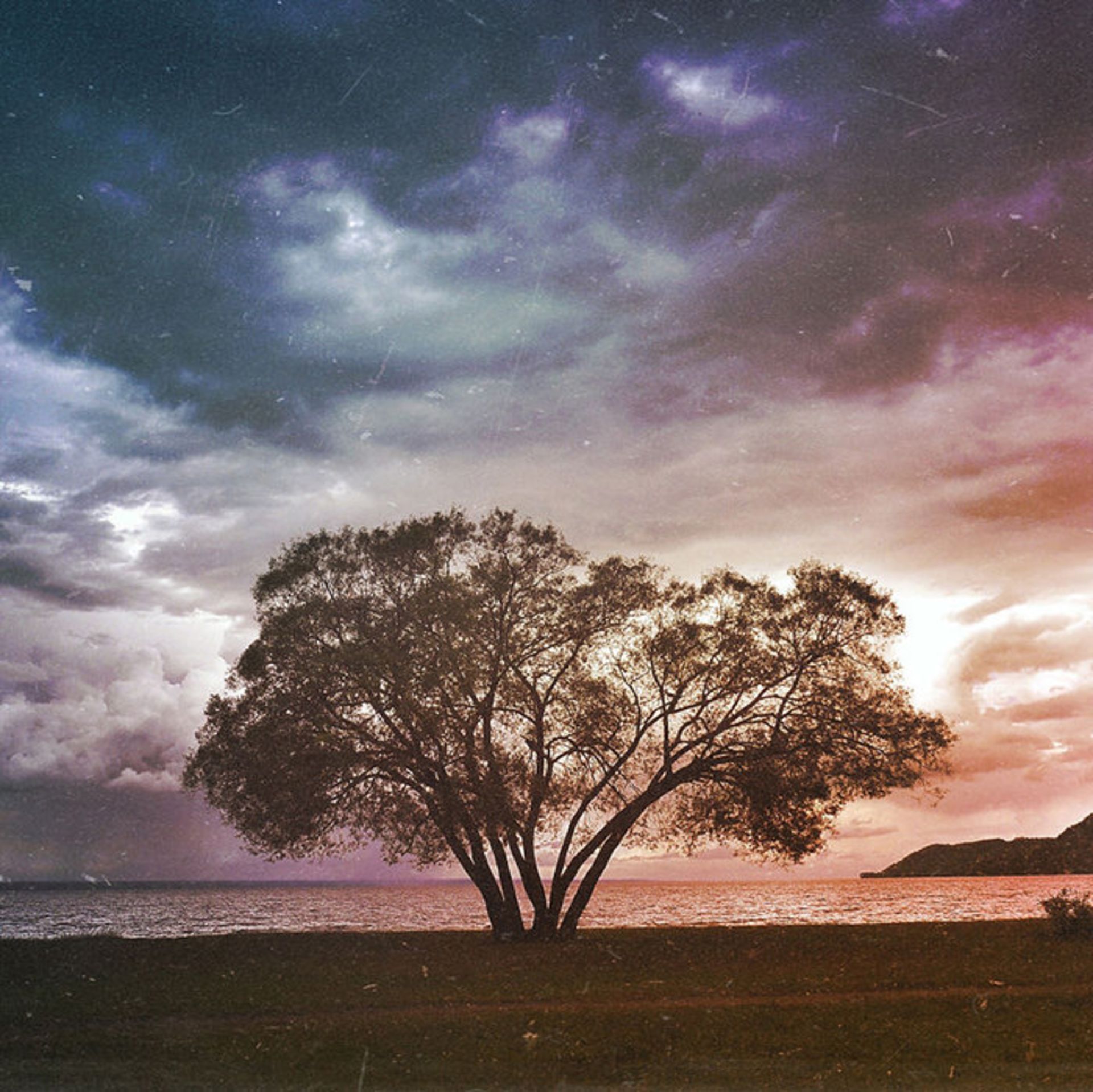 عکاسی از درختی تنها