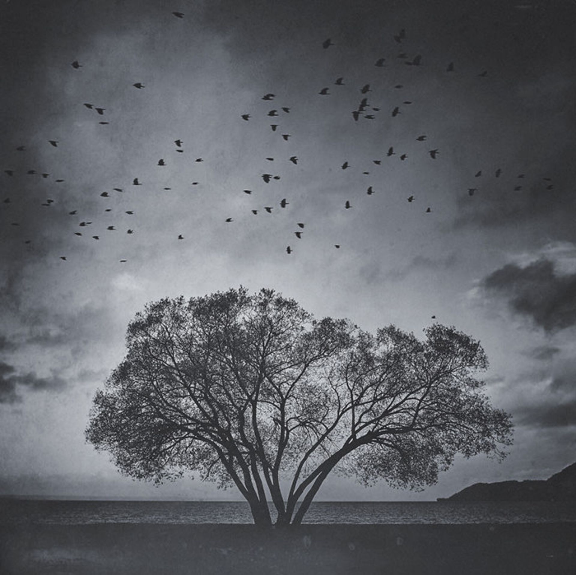 عکاسی از درختی تنها