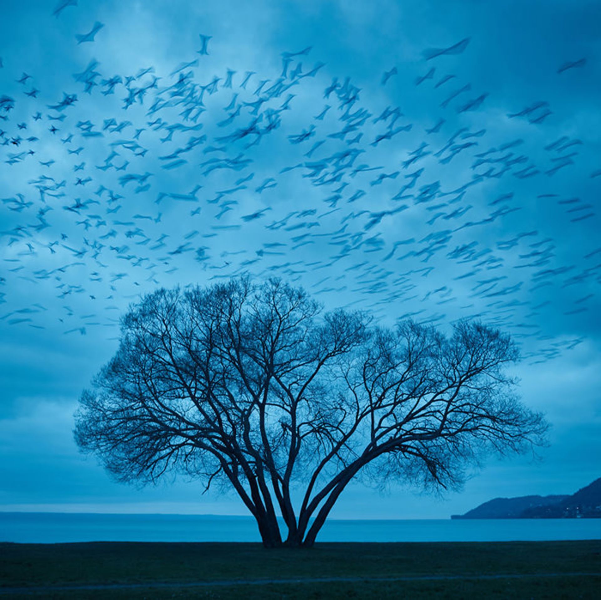 عکاسی از درختی تنها