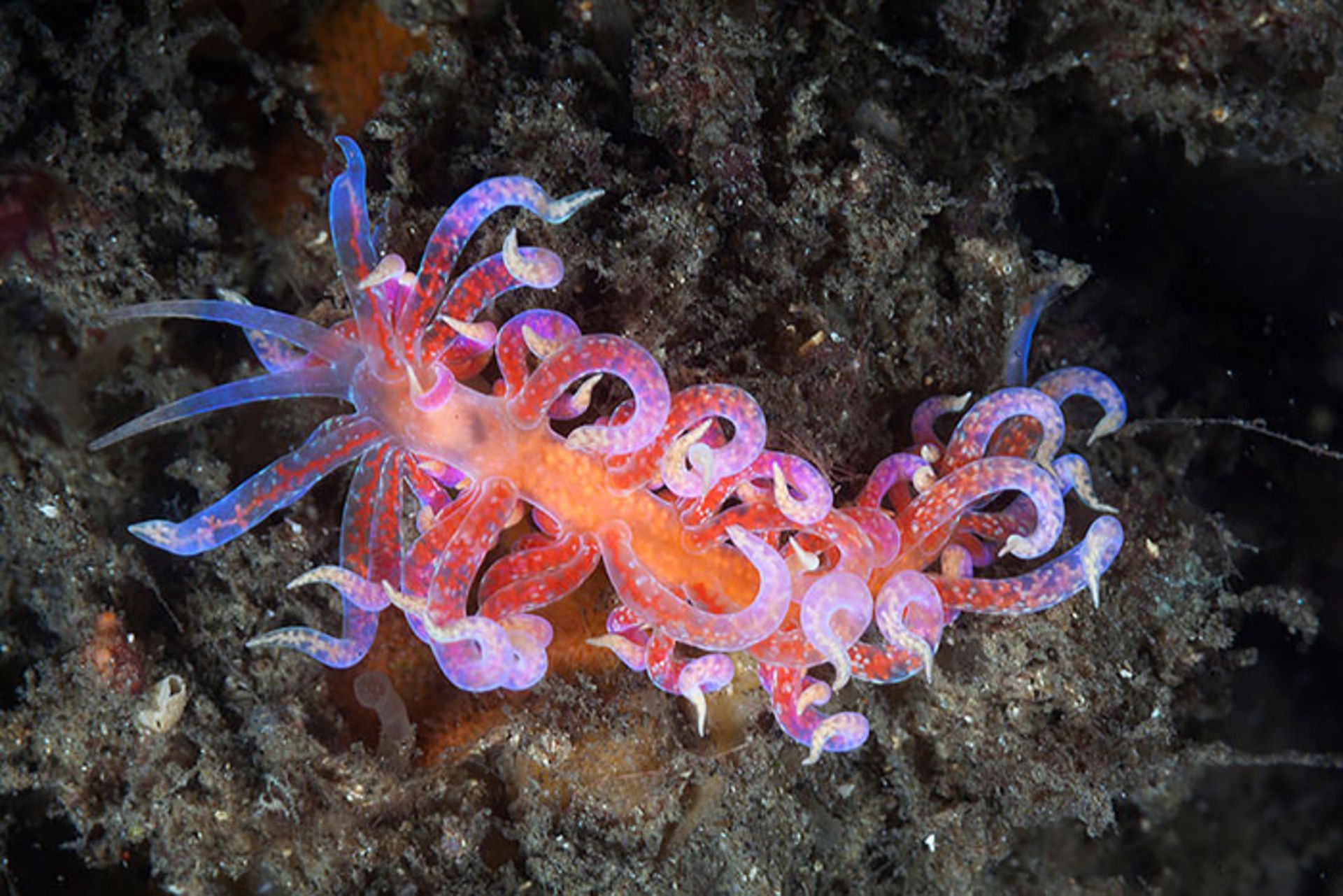 حلزون‌های دریایی شگفت انگیز