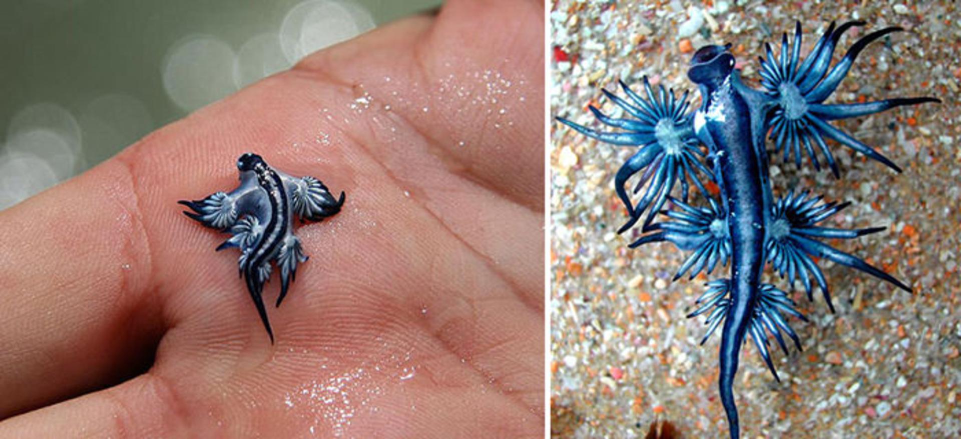 حلزون‌های دریایی شگفت انگیز