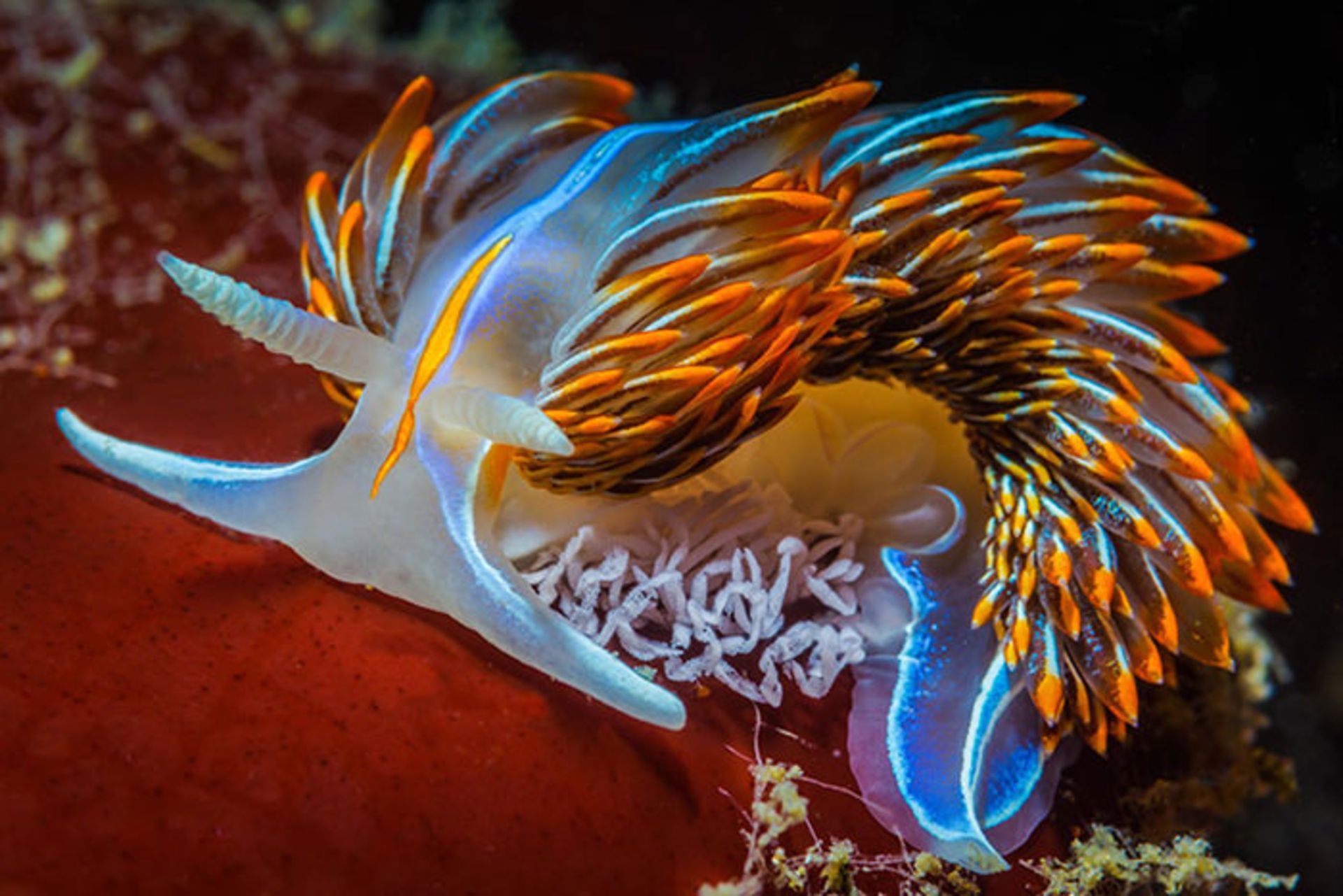 حلزون‌های دریایی شگفت انگیز