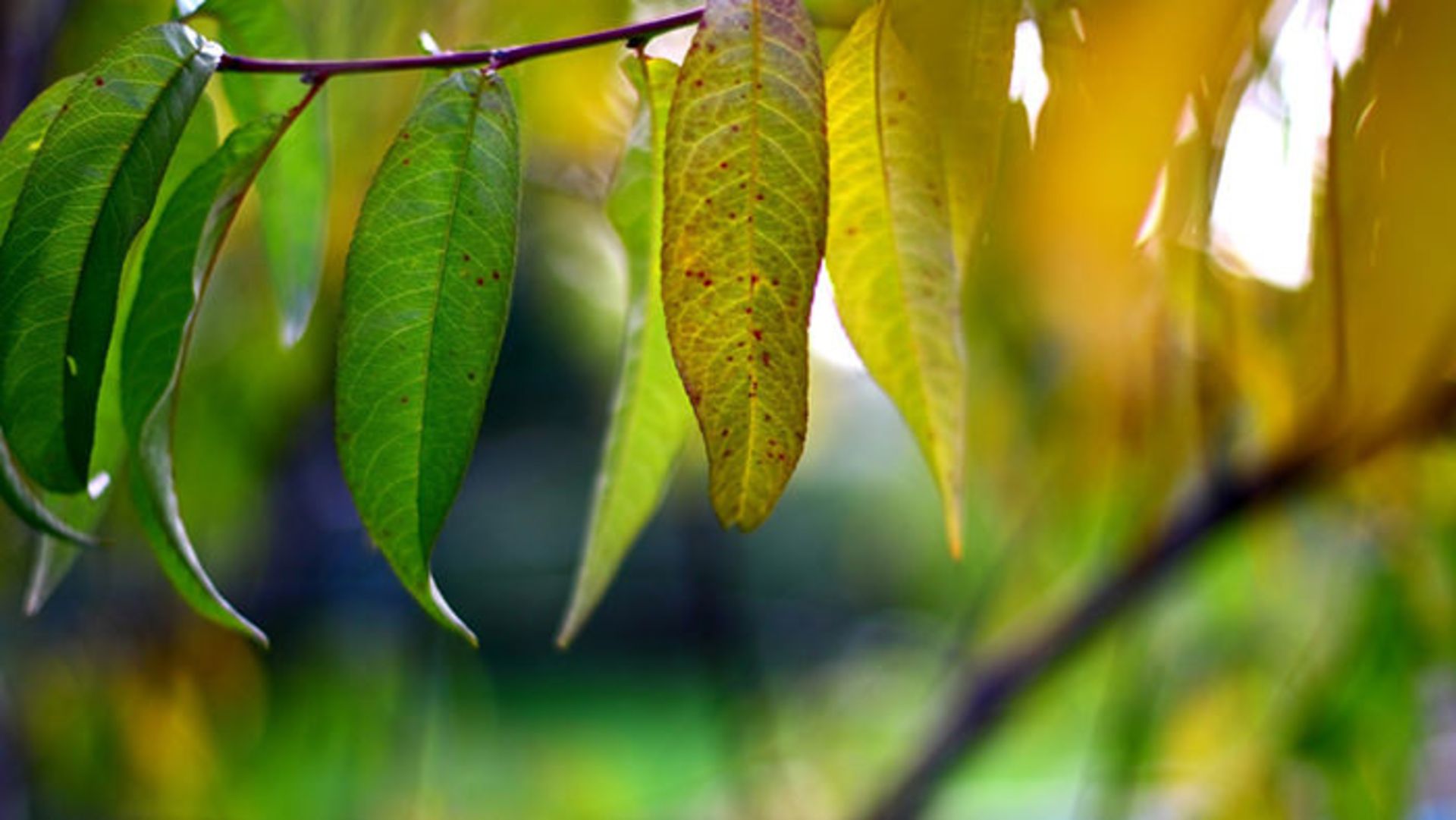 وداعی تصویر با فصل تابستان