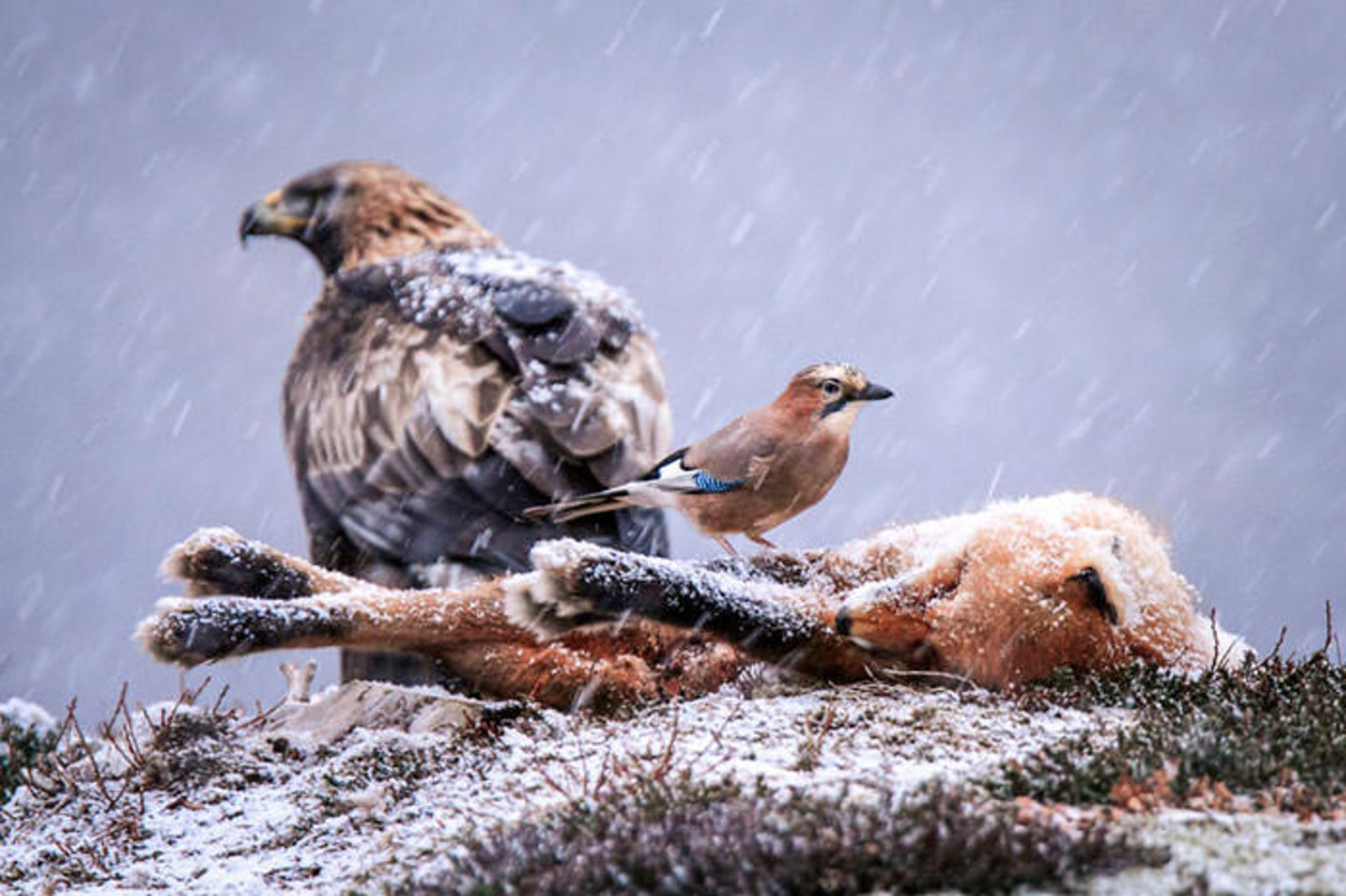 عکاسی از پرندگان شکاری