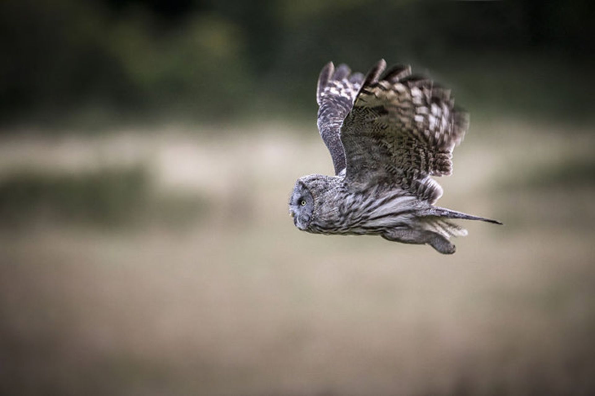 عکاسی از پرندگان شکاری