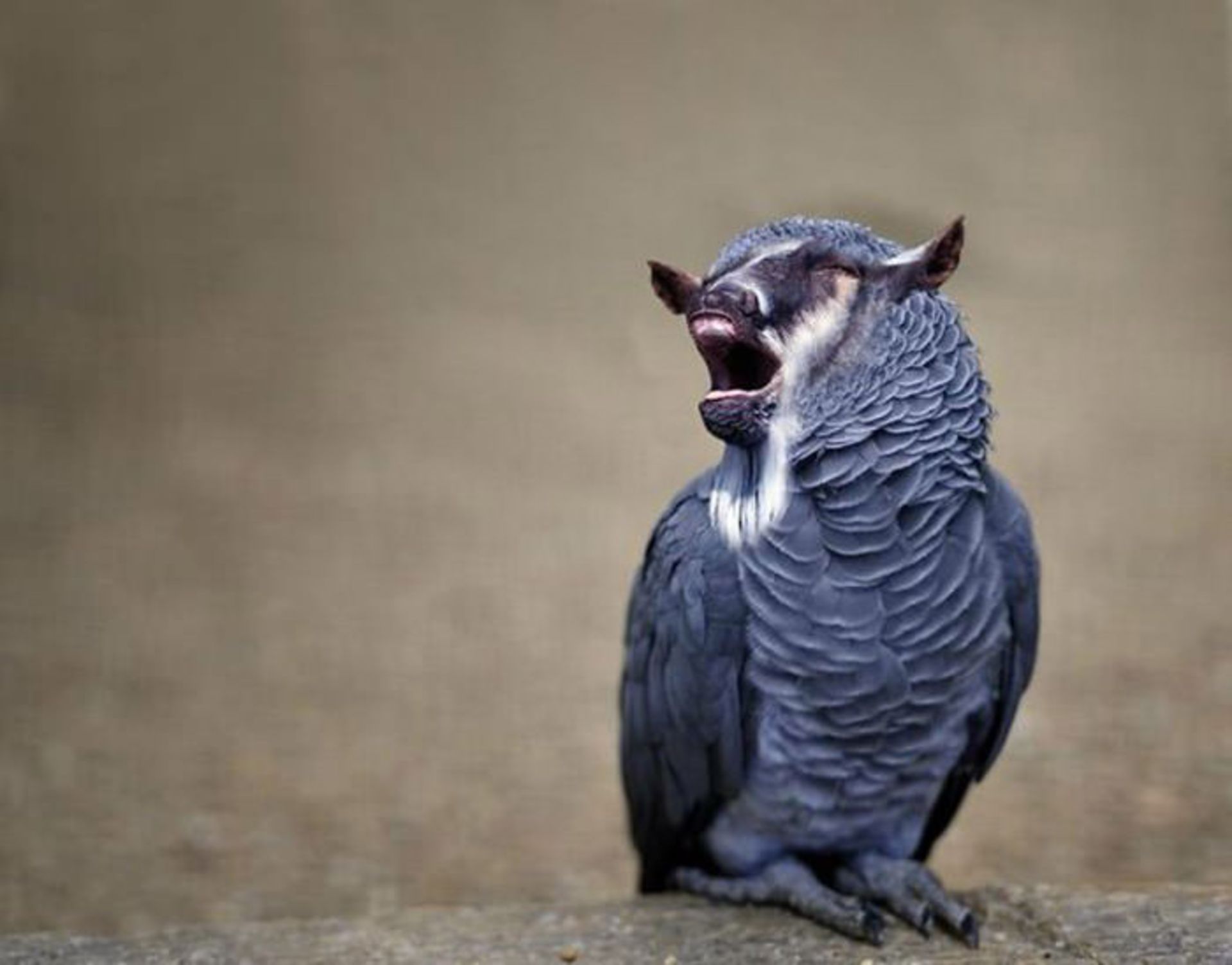 دنیای حیوانات دورگه