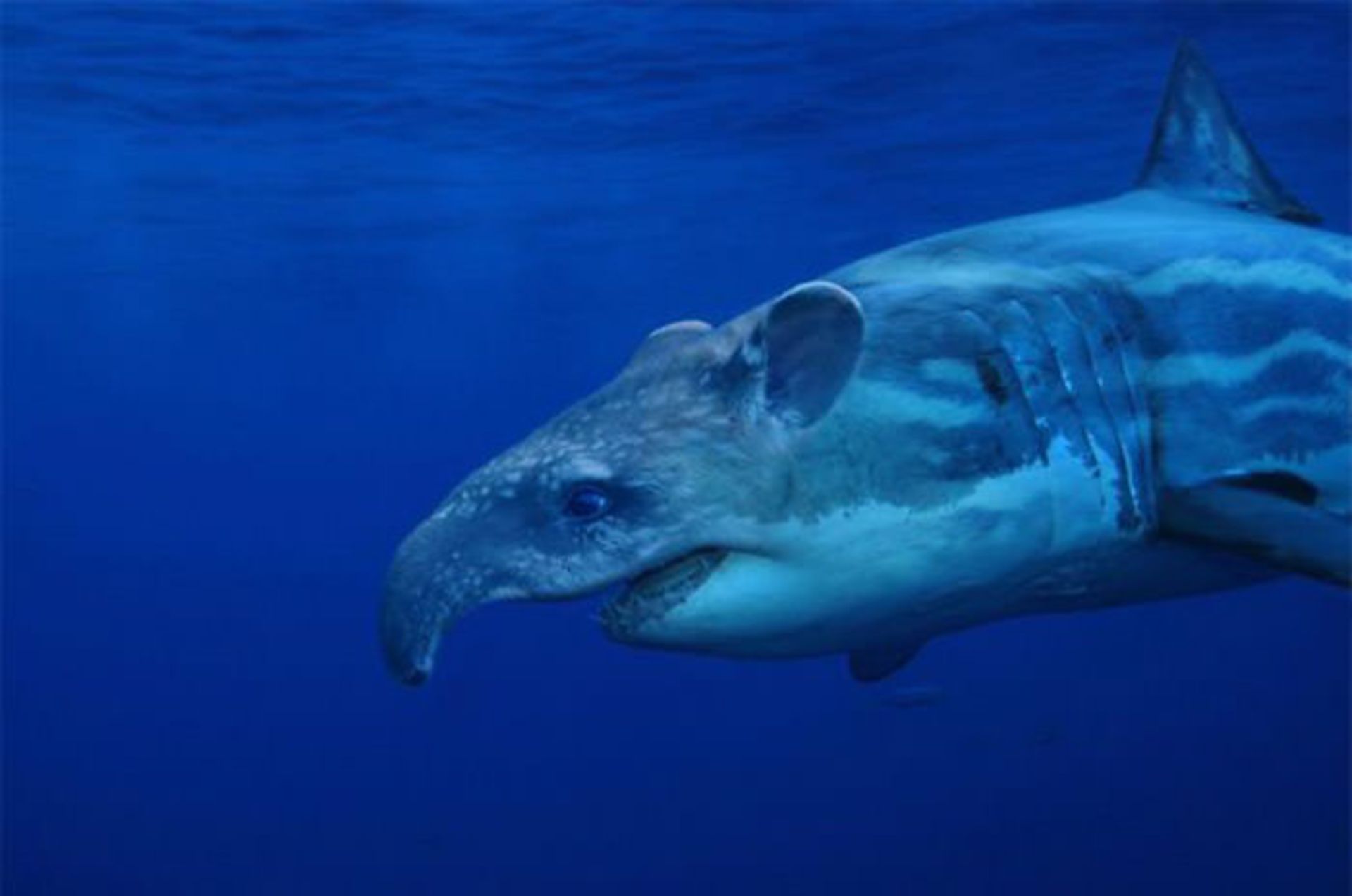 دنیای حیوانات دورگه