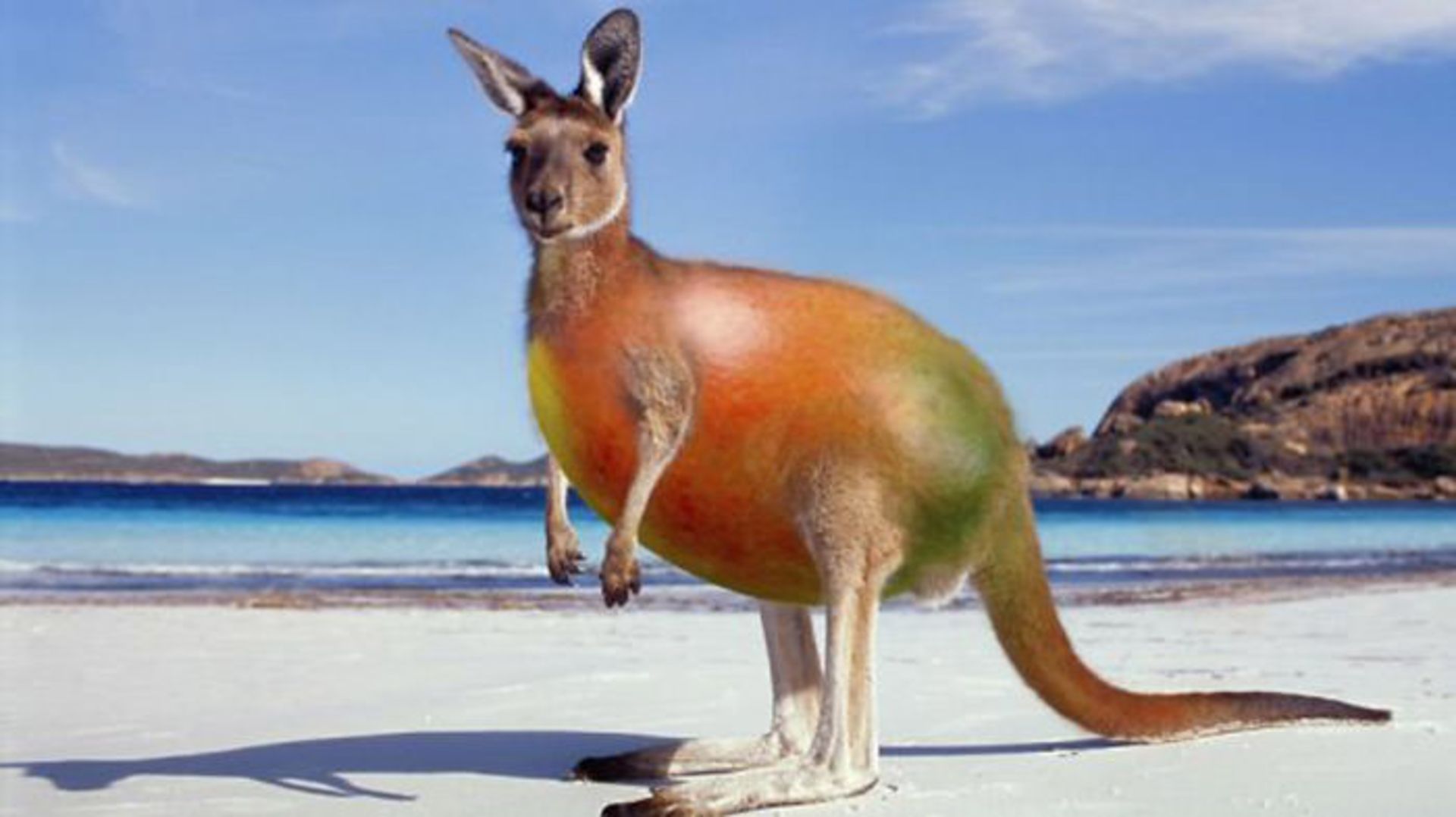 Crazy-Chimeras-Hybrid-Animals7  605