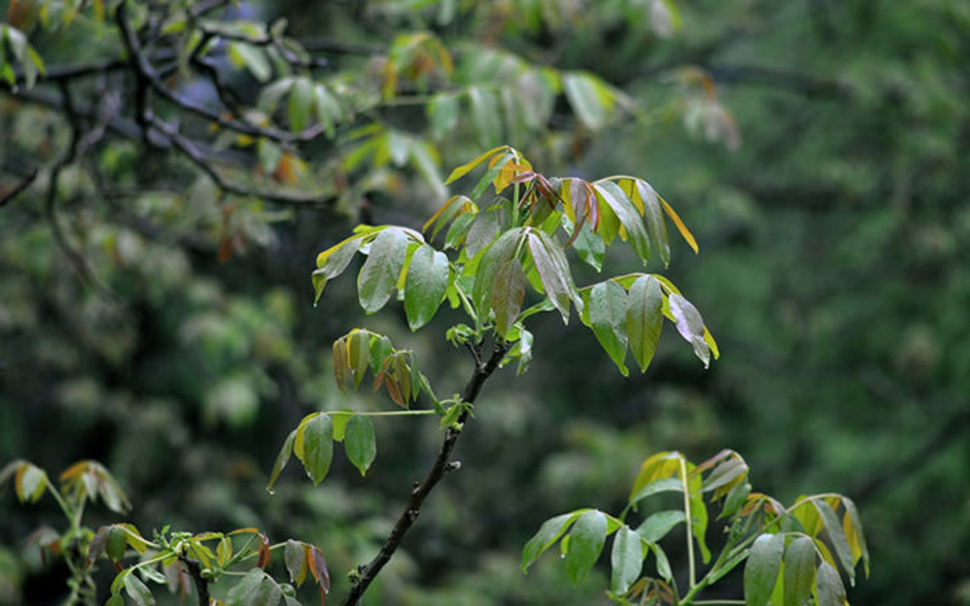 یک روز بارانی