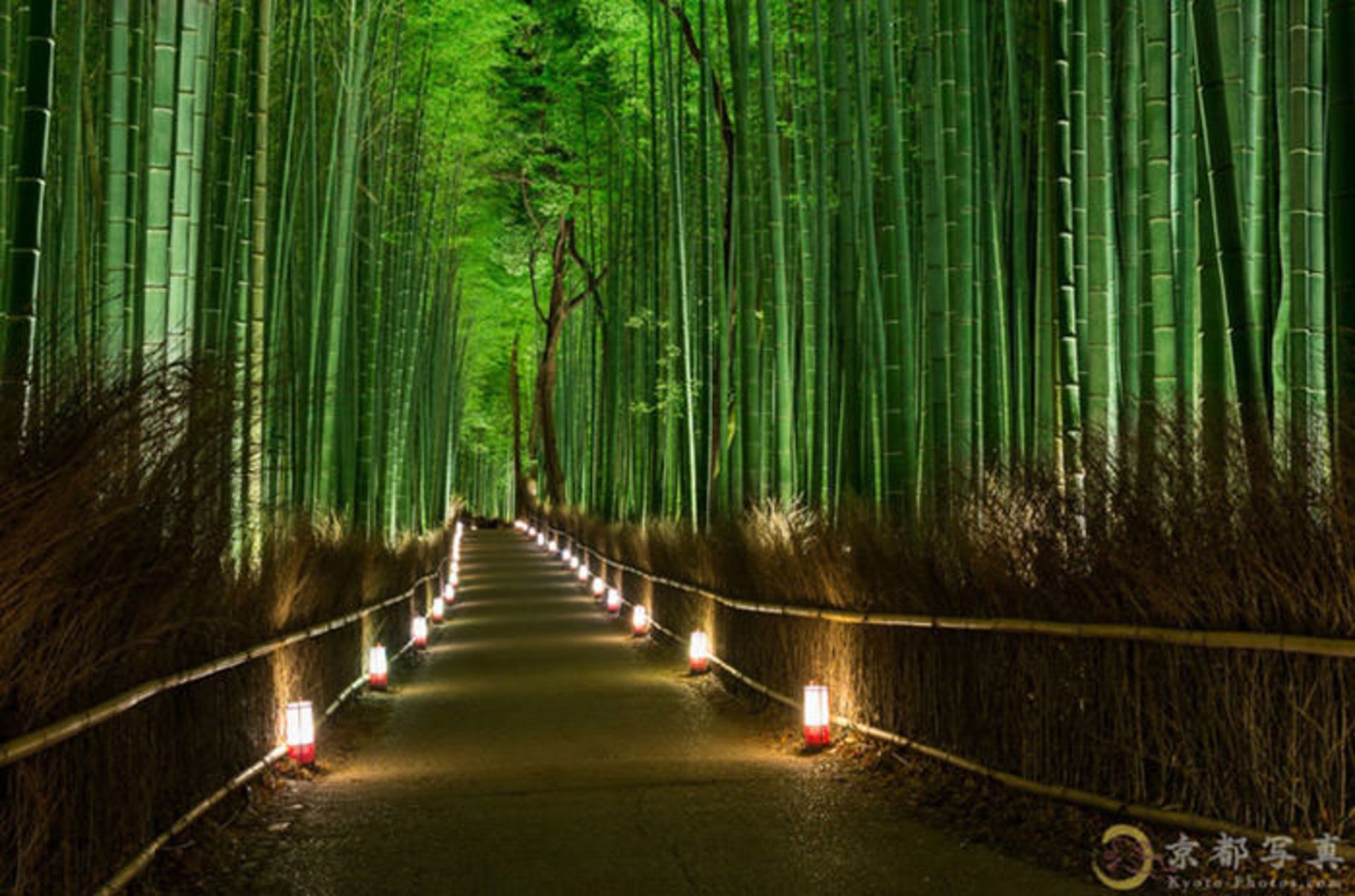 Top-10-Streets-Bamboo-Photo-by-Haruka-Suzuki