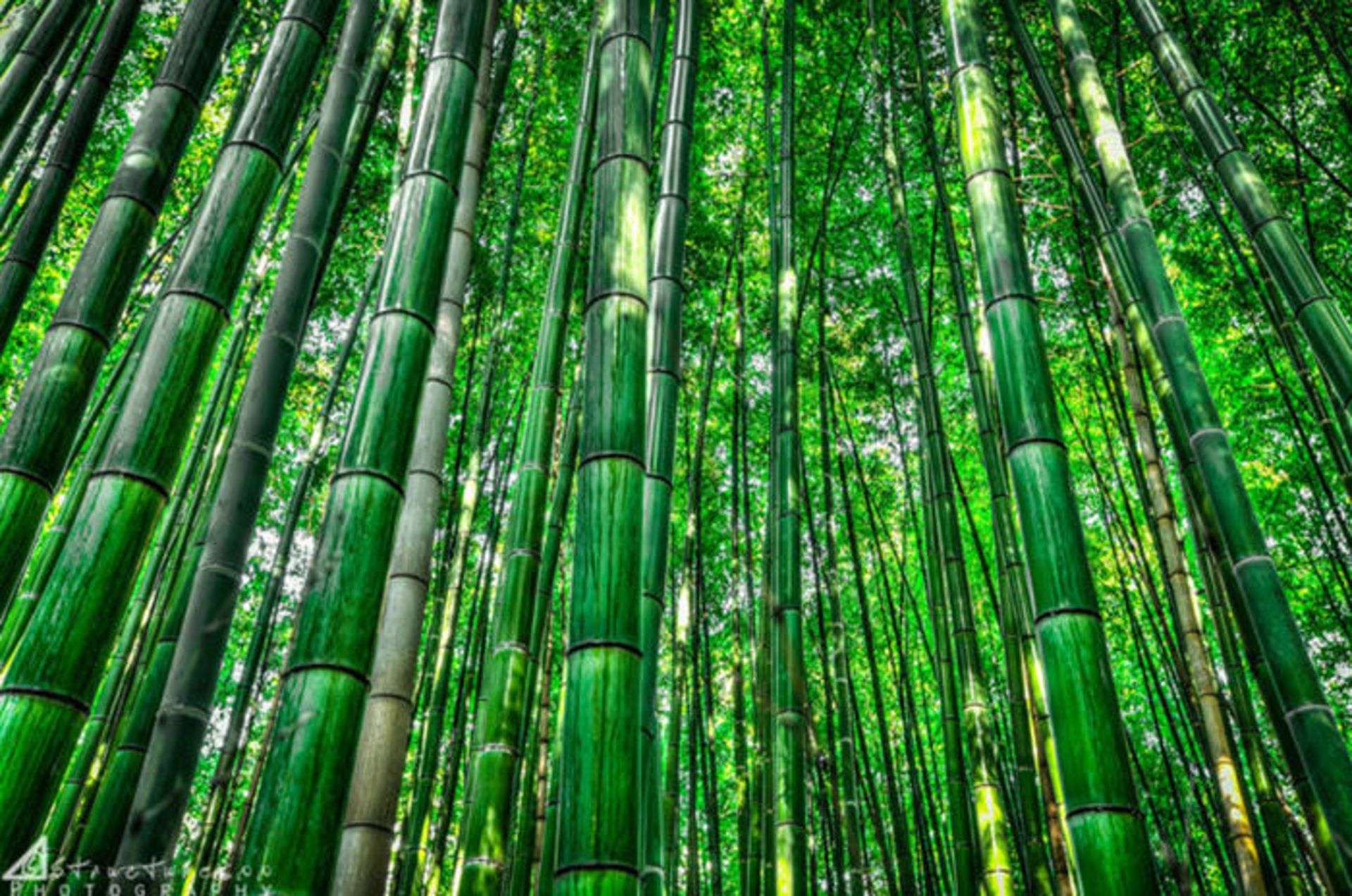 Top-10-Streets-Bamboo-Photo-by-Structuresxx