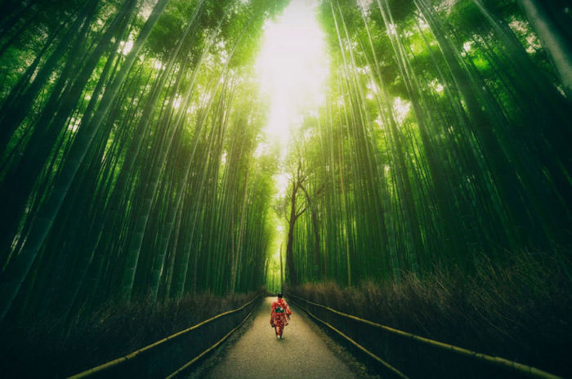 Top-10-Streets-Bamboo-Photo-by-peter-stewart-740x490