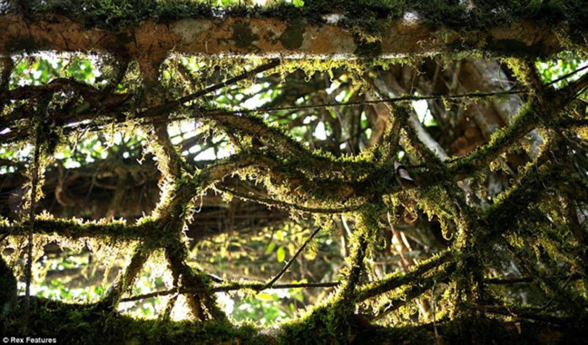 پل‌هایی ساخته شده از ریشه درختان