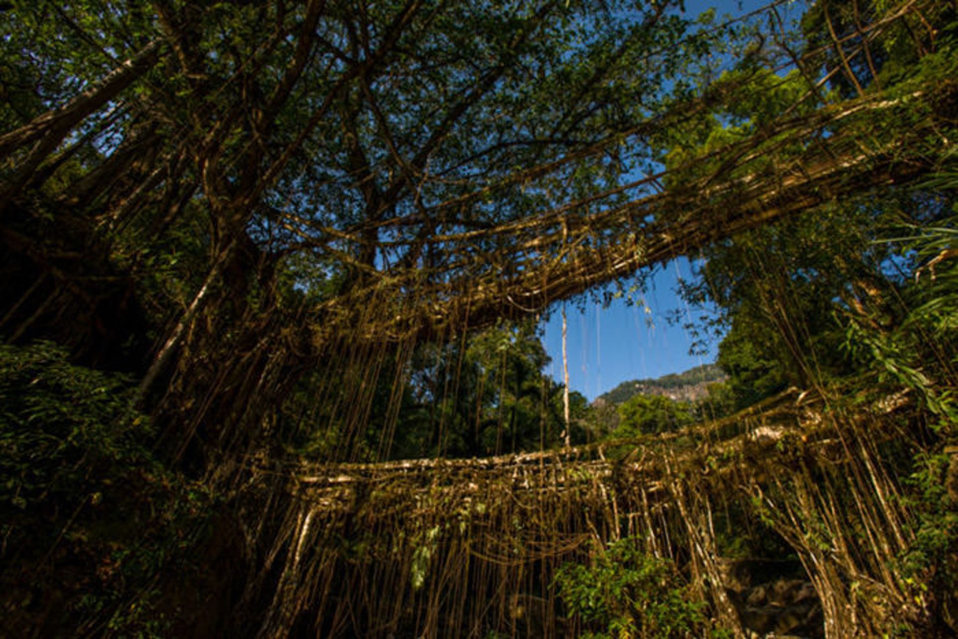 پل‌هایی ساخته شده از ریشه درختان
