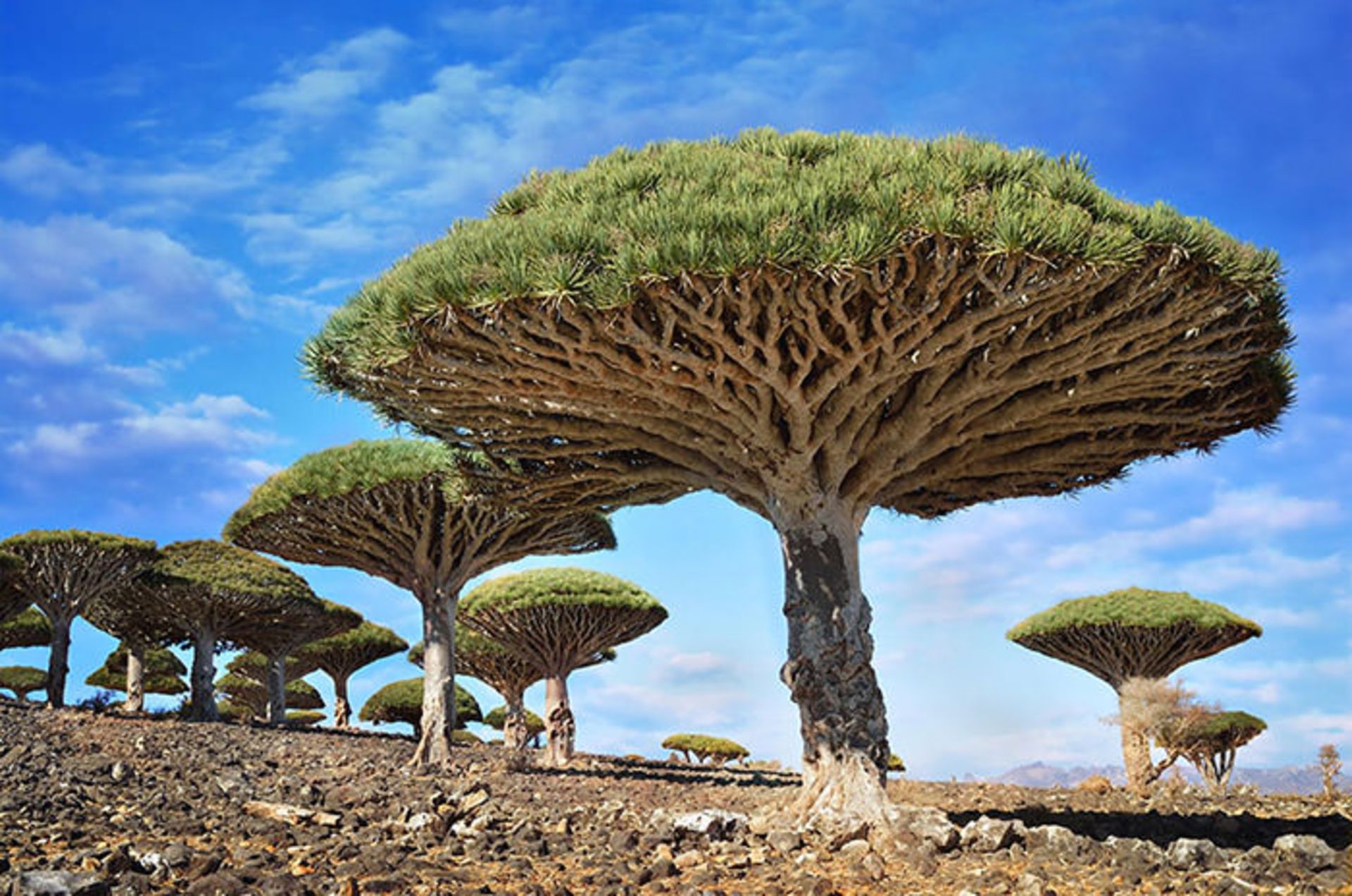 درختان باشکوه