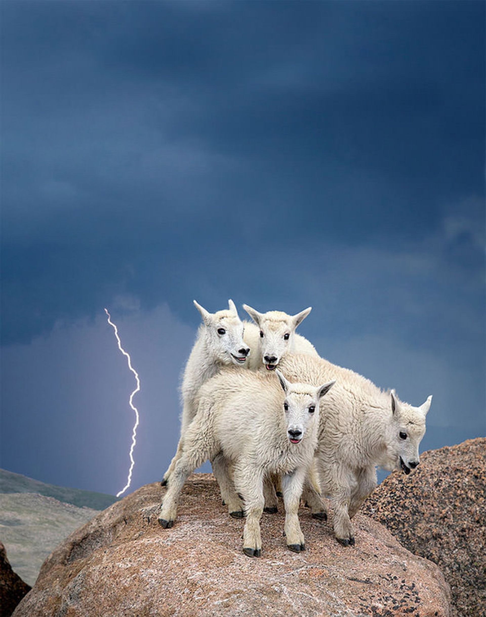 نمایشگاه عکاسی اسمیت سونیان در آمریکا با موضوع حیات وحش