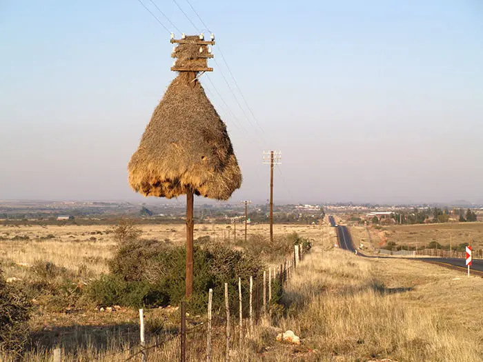 معماران برجسته‌ی حیات وحش