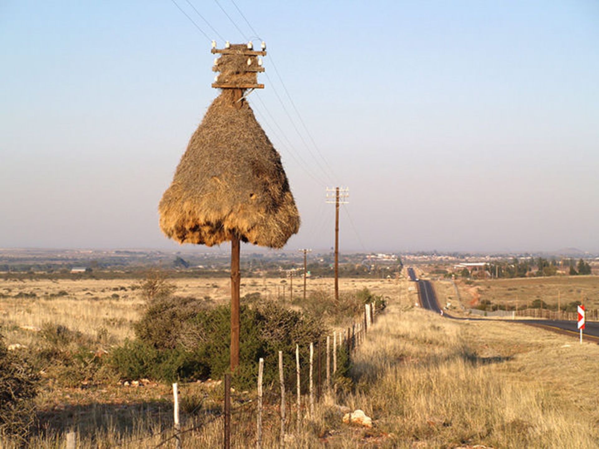 معماران برجسته‌ی حیات وحش