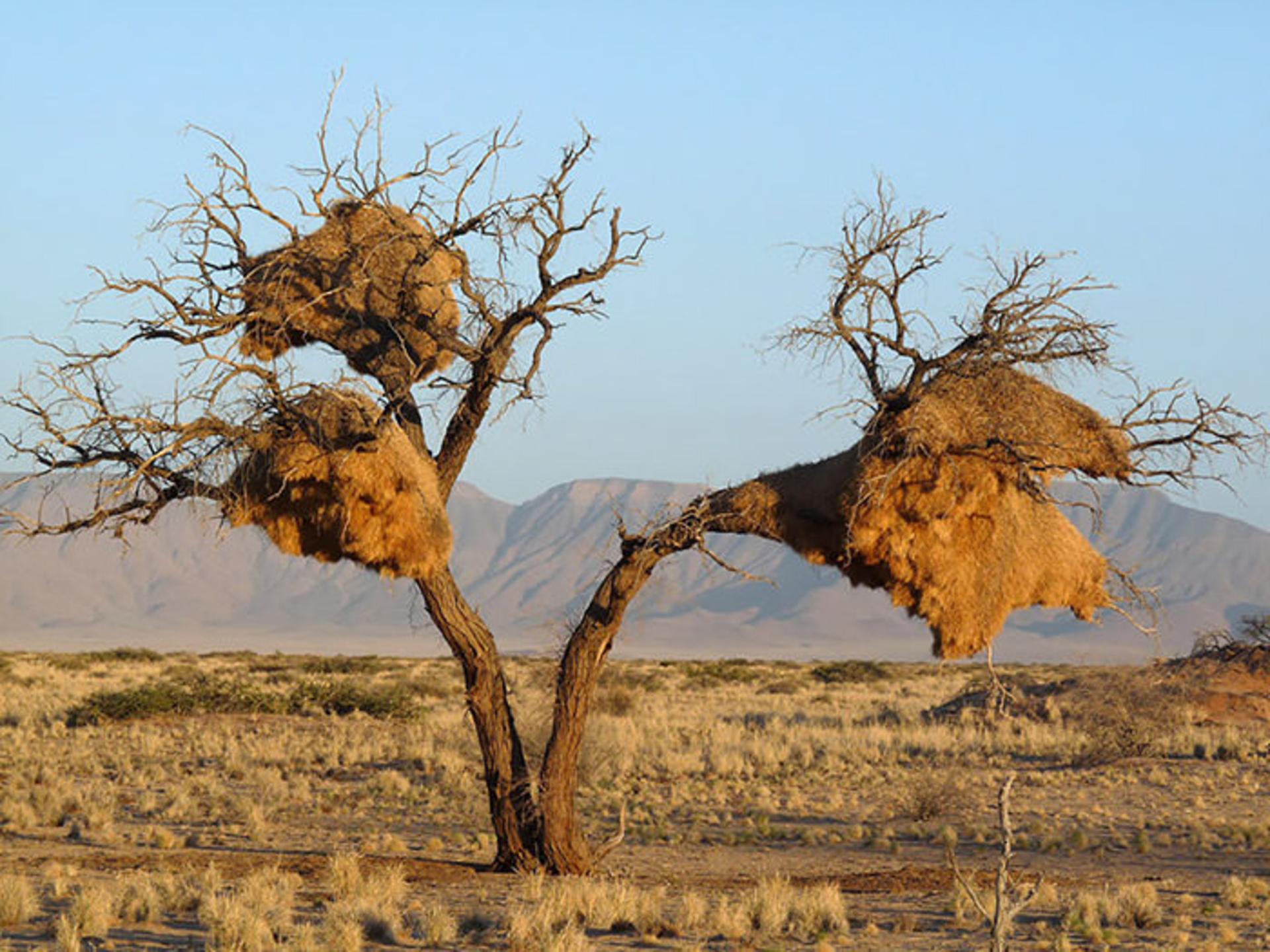 معماران برجسته‌ی حیات وحش