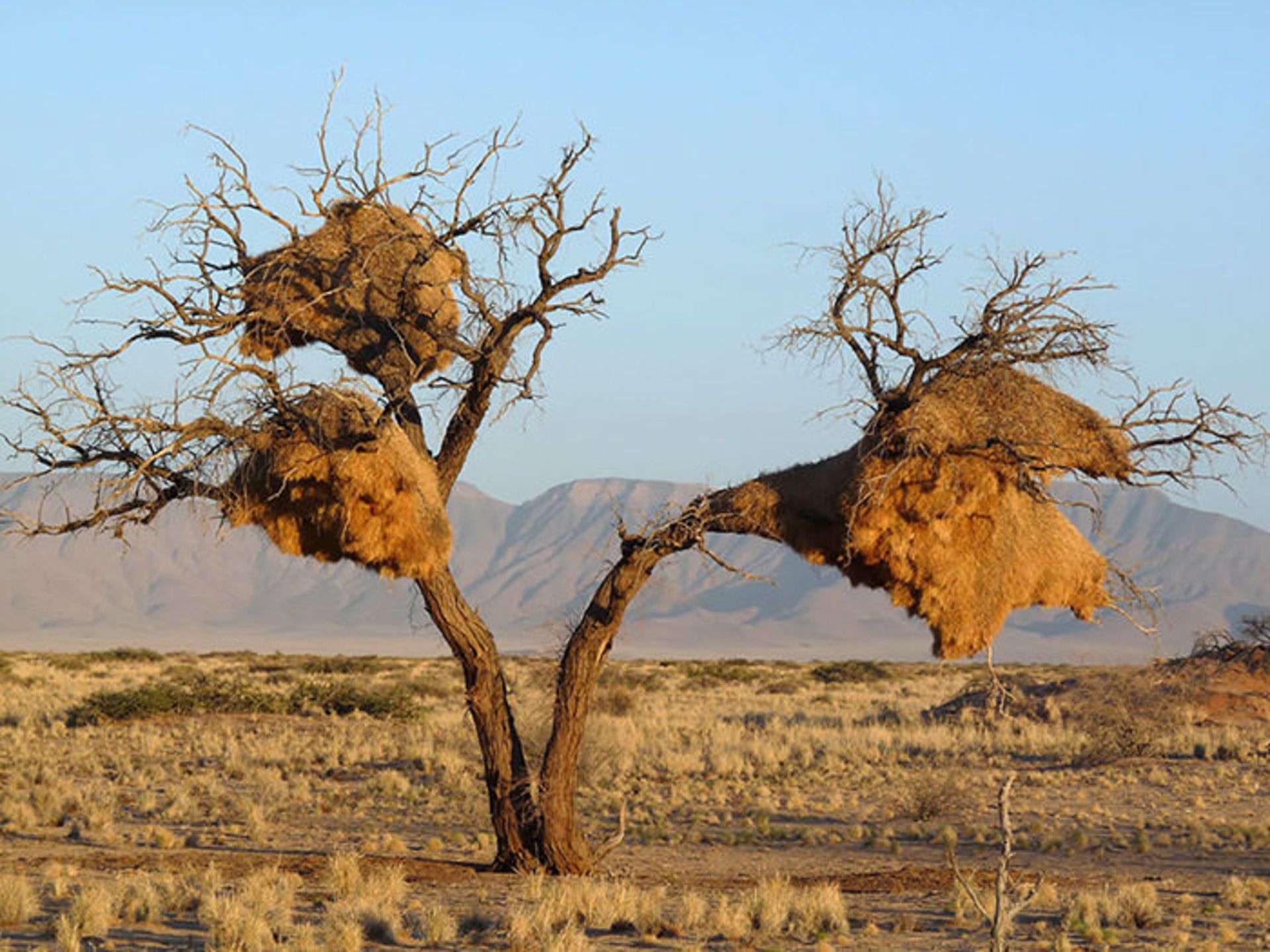 معماران برجسته‌ی حیات وحش