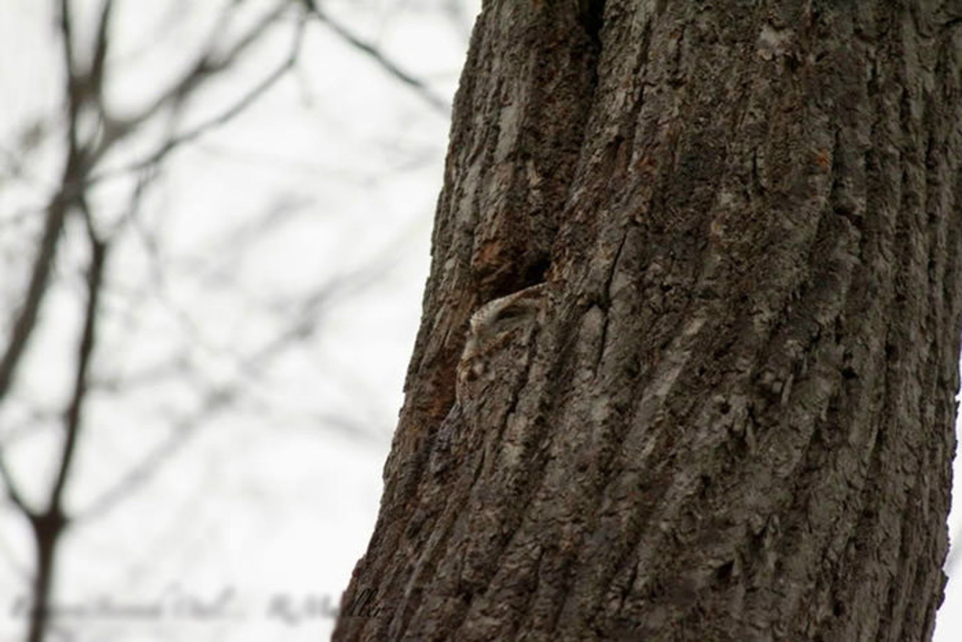 استتار جغدی