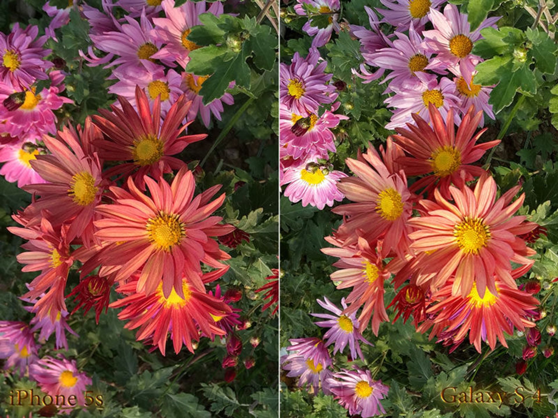 iPhone 5s vs Galaxy S4