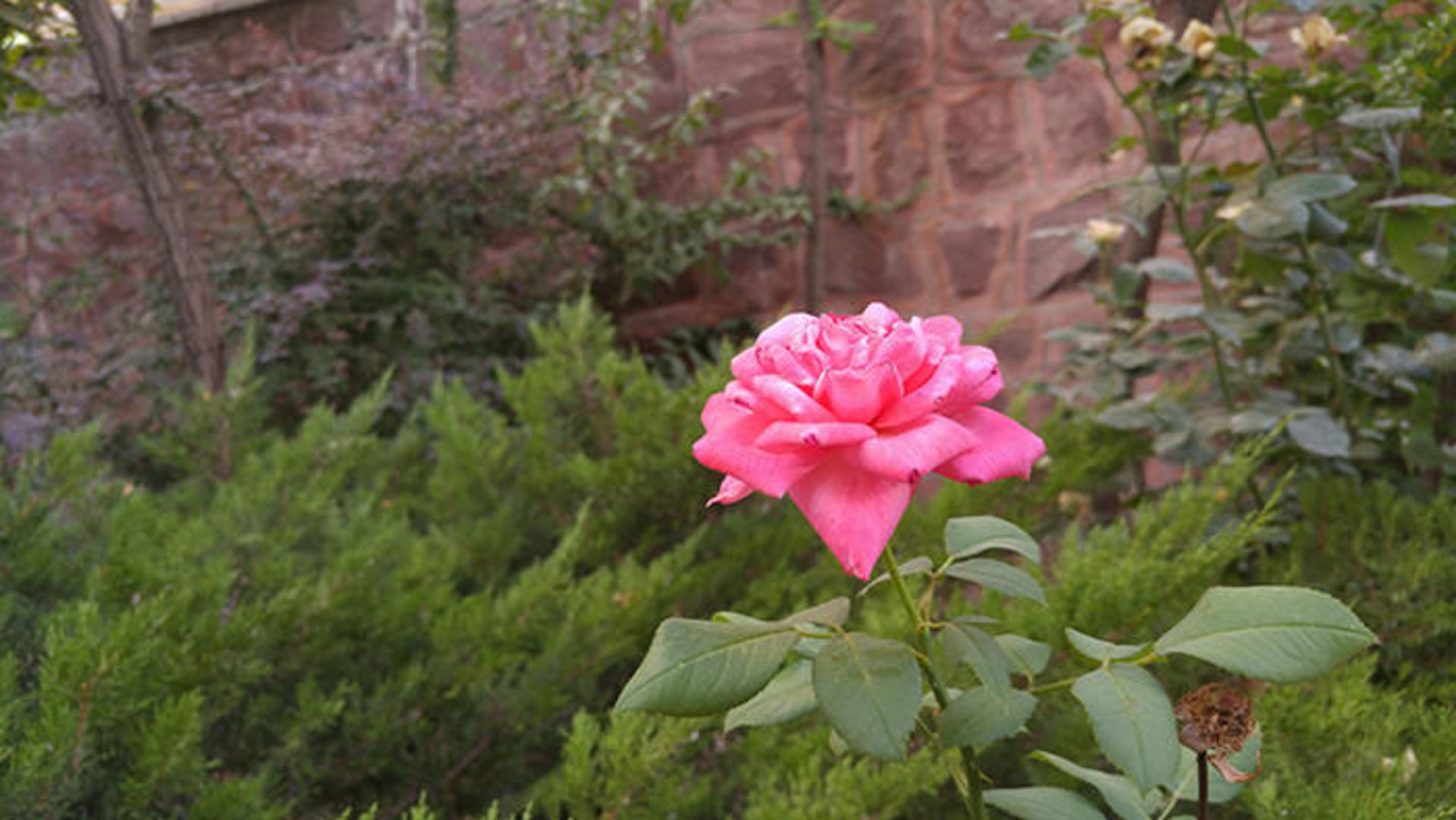 بررسی تلفن جی 4 ال‌جی (LG G4)